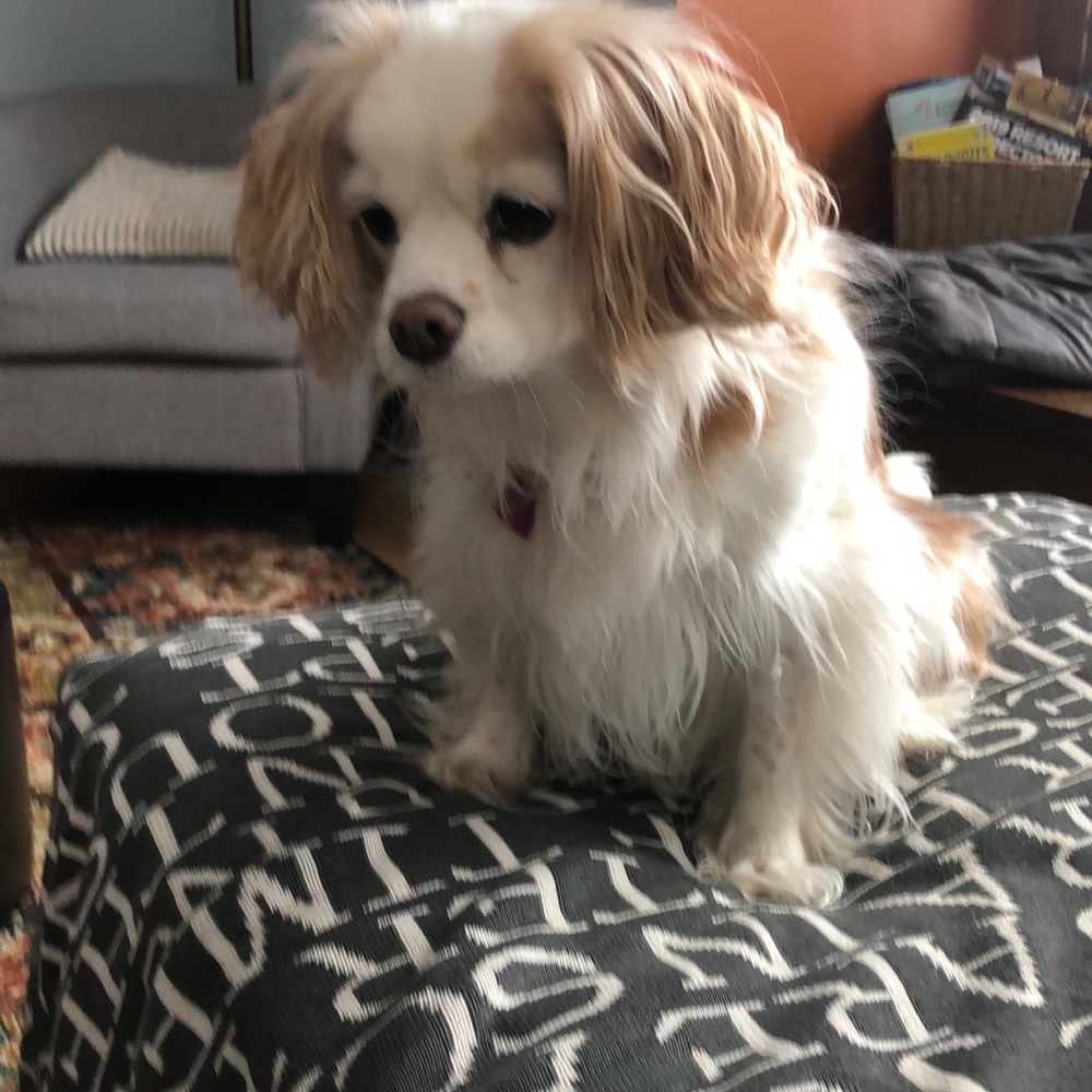 Meet your Posher, Monica